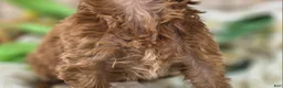 Cockapoo dogs for sale: Girdle - Ad 23