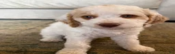 Mini Goldendoodle dogs for sale: Zeus - Ad 4