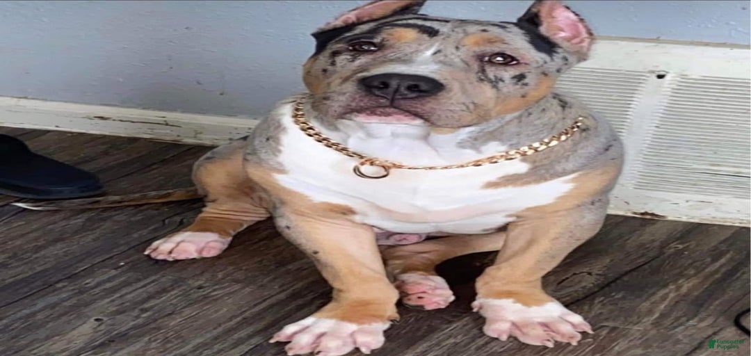 Gallery Image {{count}}