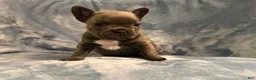French Bulldog dogs for sale: French Bulldog 3 - Ad 3