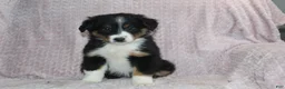 Australian Shepherd dogs for sale: Peyton  - Ad 2