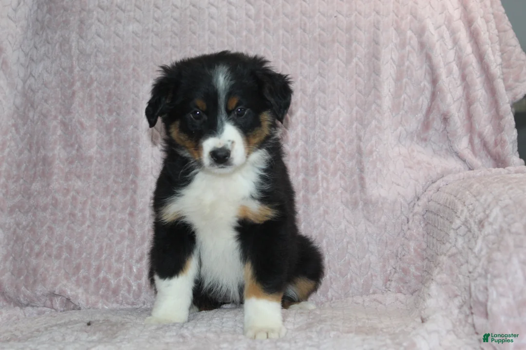Australian Shepherd dogs for sale: Peyton  - Ad 2