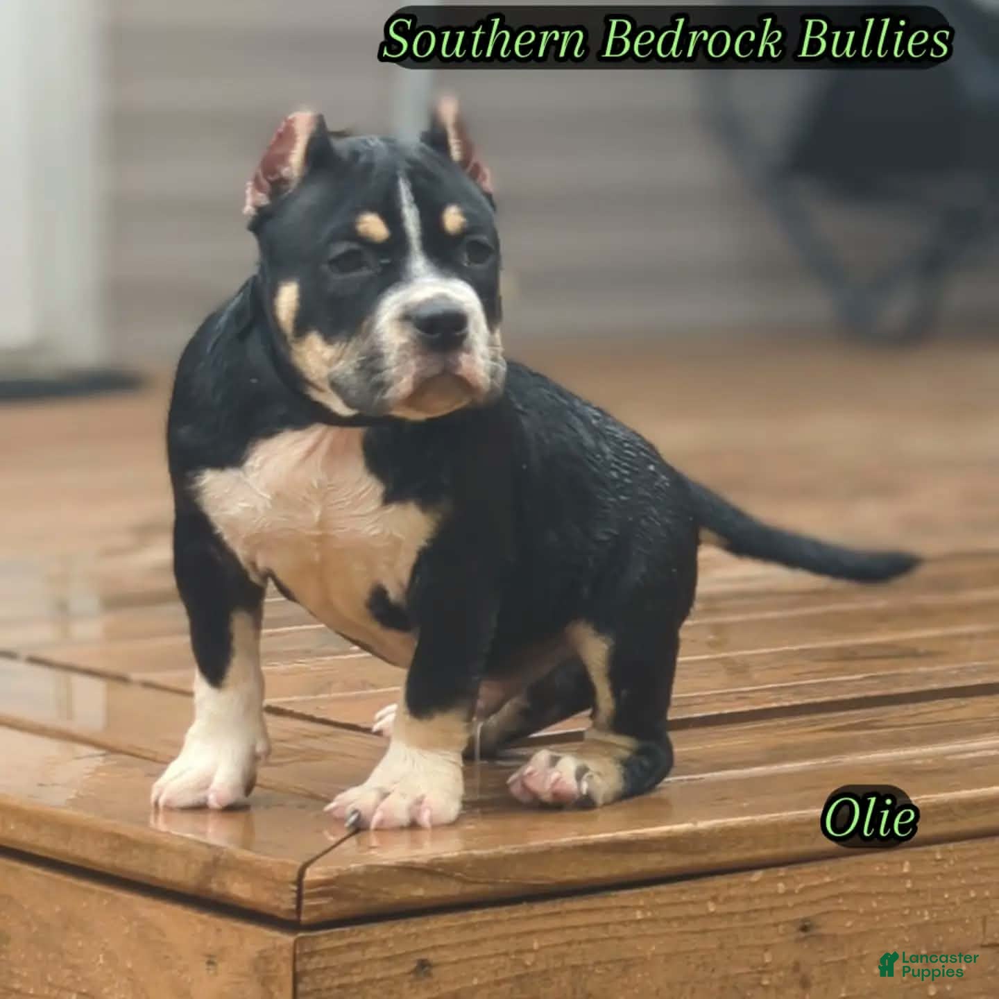 American Bully dogs American Bully 2 - Ad 21