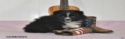 Pomeranian dogs for sale: Bobby - Ad 4
