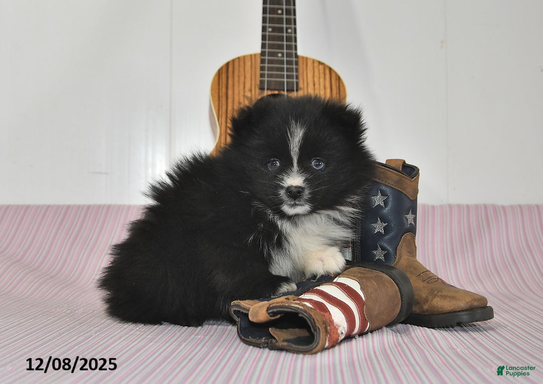 Pomeranian dogs for sale: Bobby - Ad 4