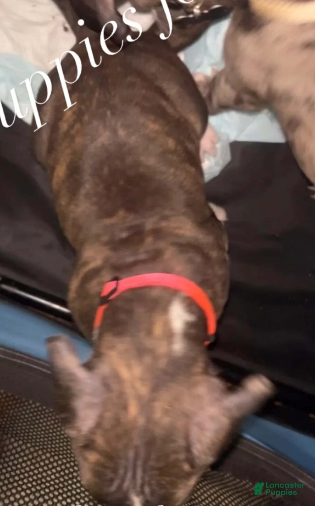 Mixed Breed dogs for sale: Mixed Breed Puppy 4 - Ad 2