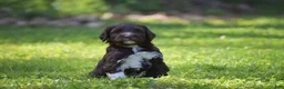 Portuguese Water Dog dogs for sale: Maggie - Ad 13