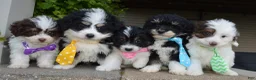 Mini Bernedoodle dogs for sale: Mini Brynn - Ad 14