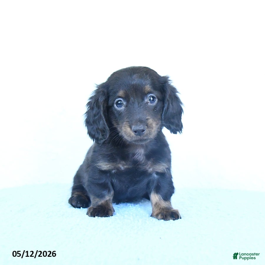 Miniature Dachshund dogs Sage - Ad 1