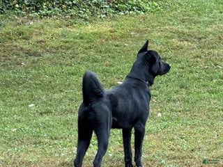 Mixed Breed dogs Ulfr - Ad 28