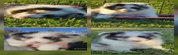 Shetland Sheepdog dogs for sale: Willow - Ad 4