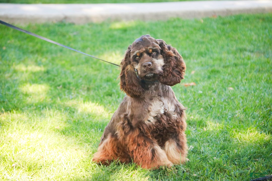Cocker Spaniel dogs for sale: Dane - Ad 2