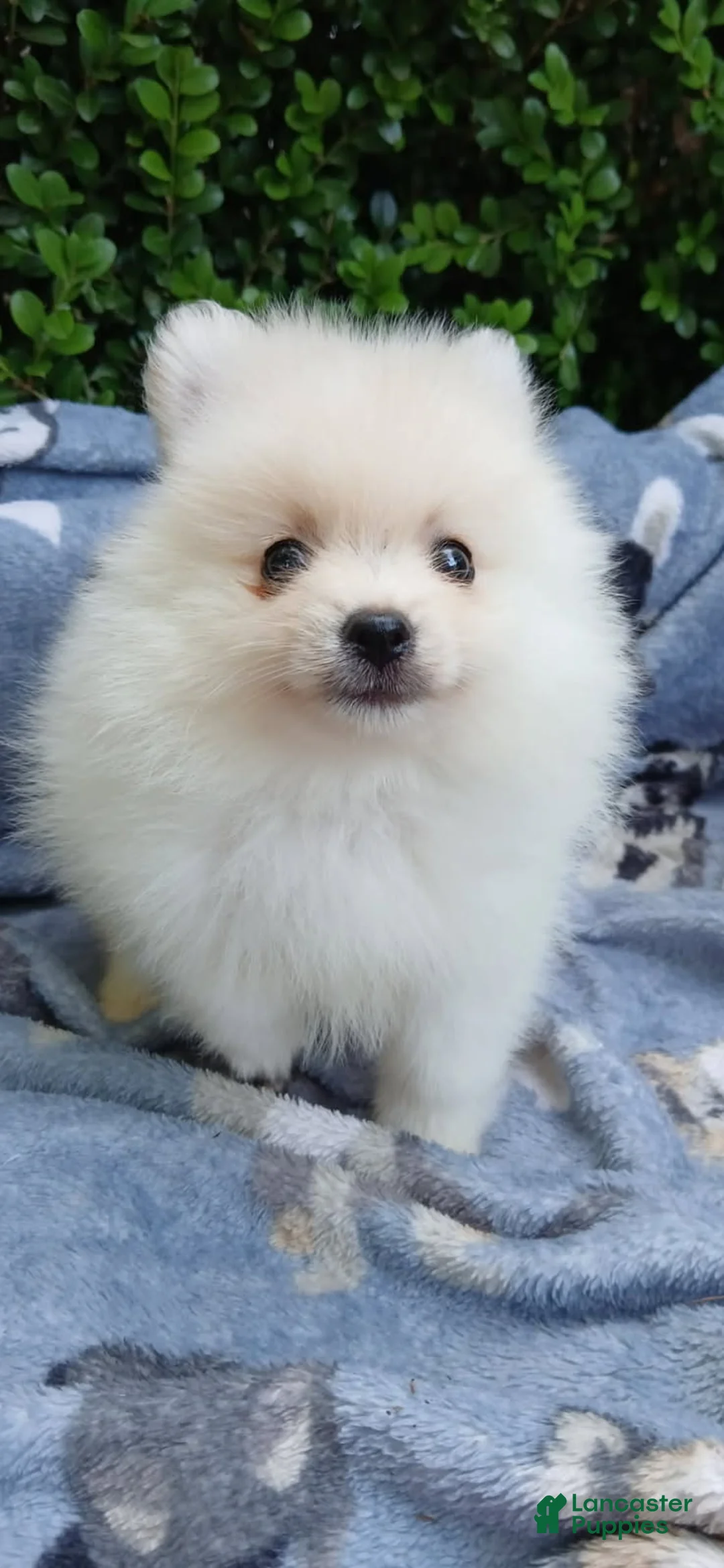 Pomeranian dogs for sale: Bones - Ad 1