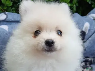 Pomeranian dogs Bones - Ad 15