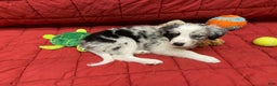 Border Collie dogs for sale: Ampo - Ad 5