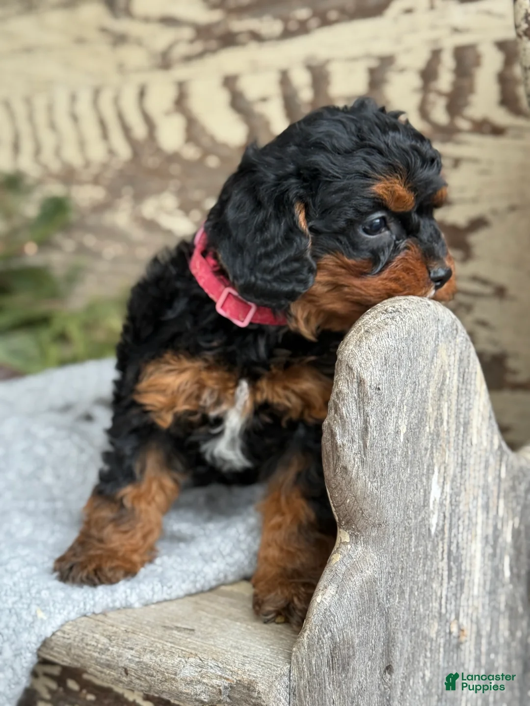 Mixed Breed dogs for sale: Barkley - Ad 5