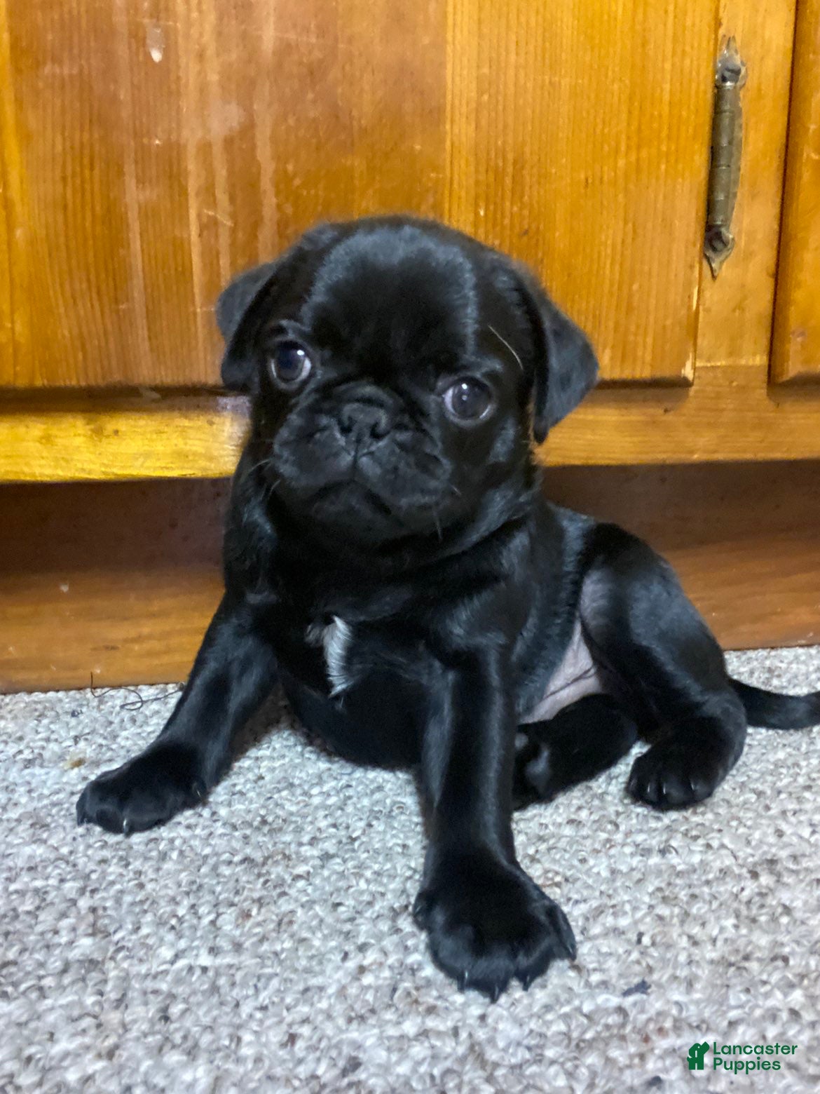 Pug dogs for sale: Pug 1 - Ad 40