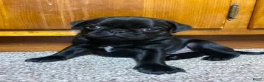 Pug 1