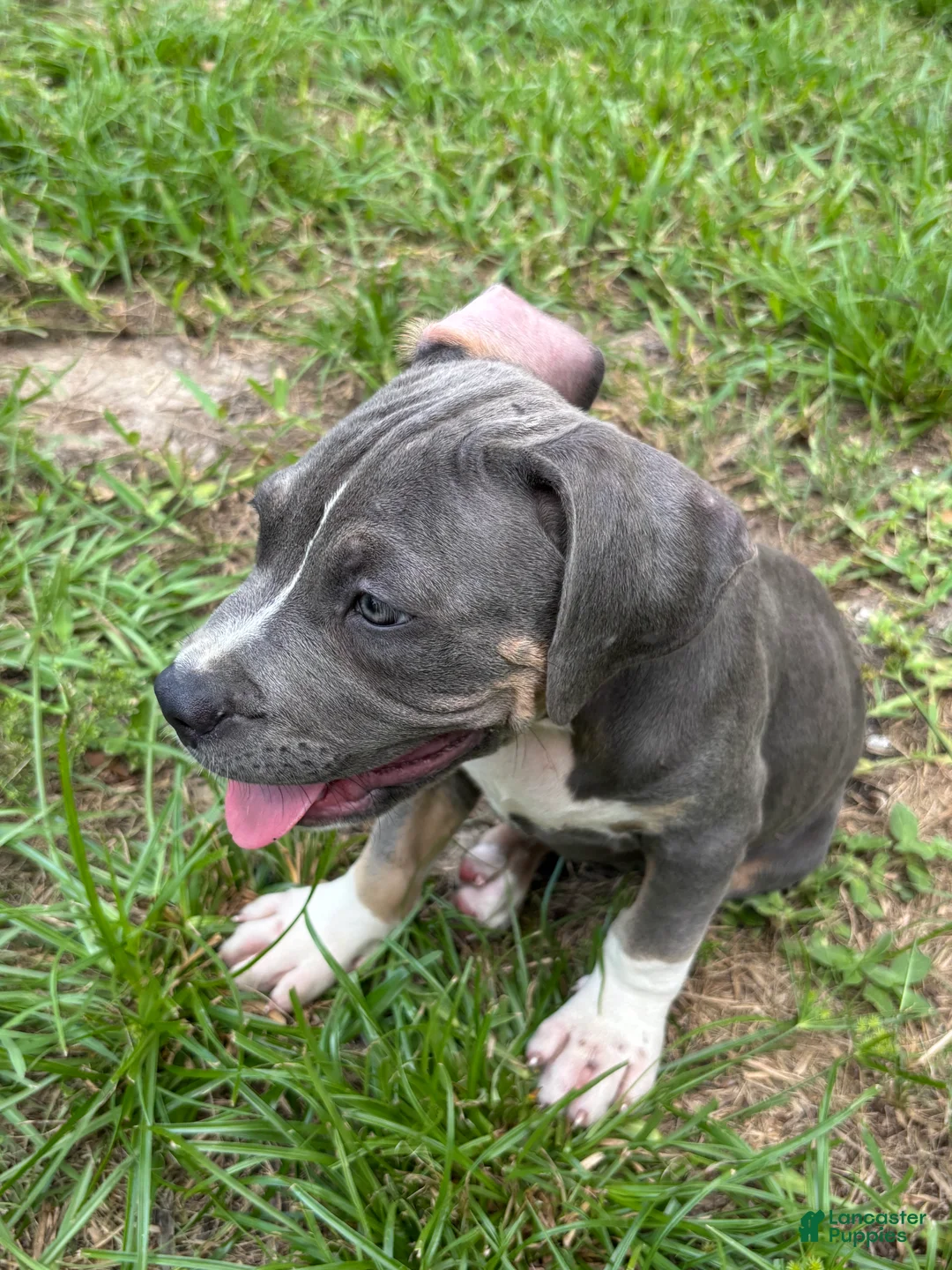 American Pit Bull Terrier dogs for sale: American Pit Bull Terrier 2 - Ad 2