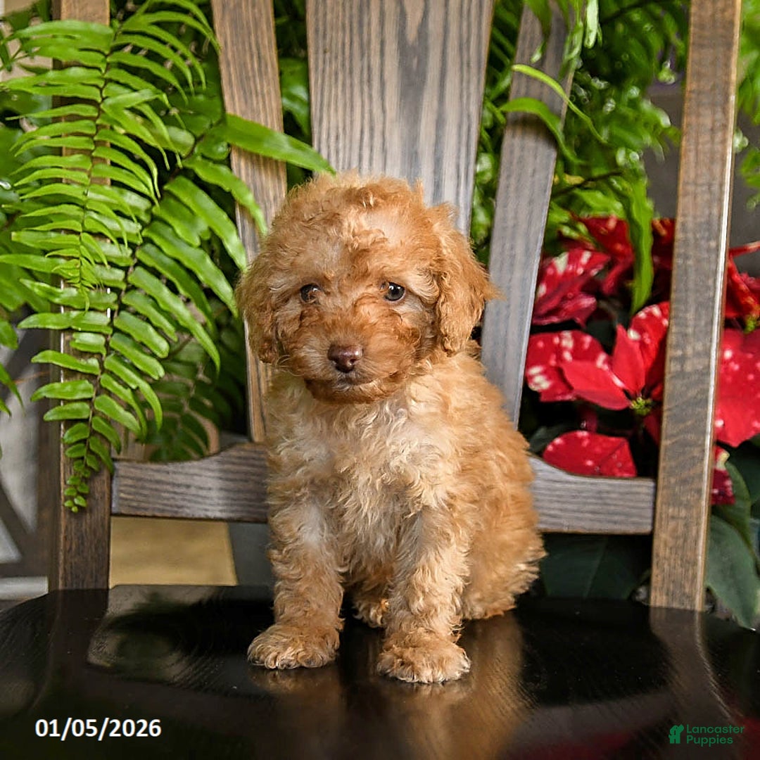 Toy Poodle dogs for sale: Wilbur - Ad 3