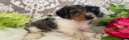 Miniature Dachshund dogs for sale: Mia - Ad 4