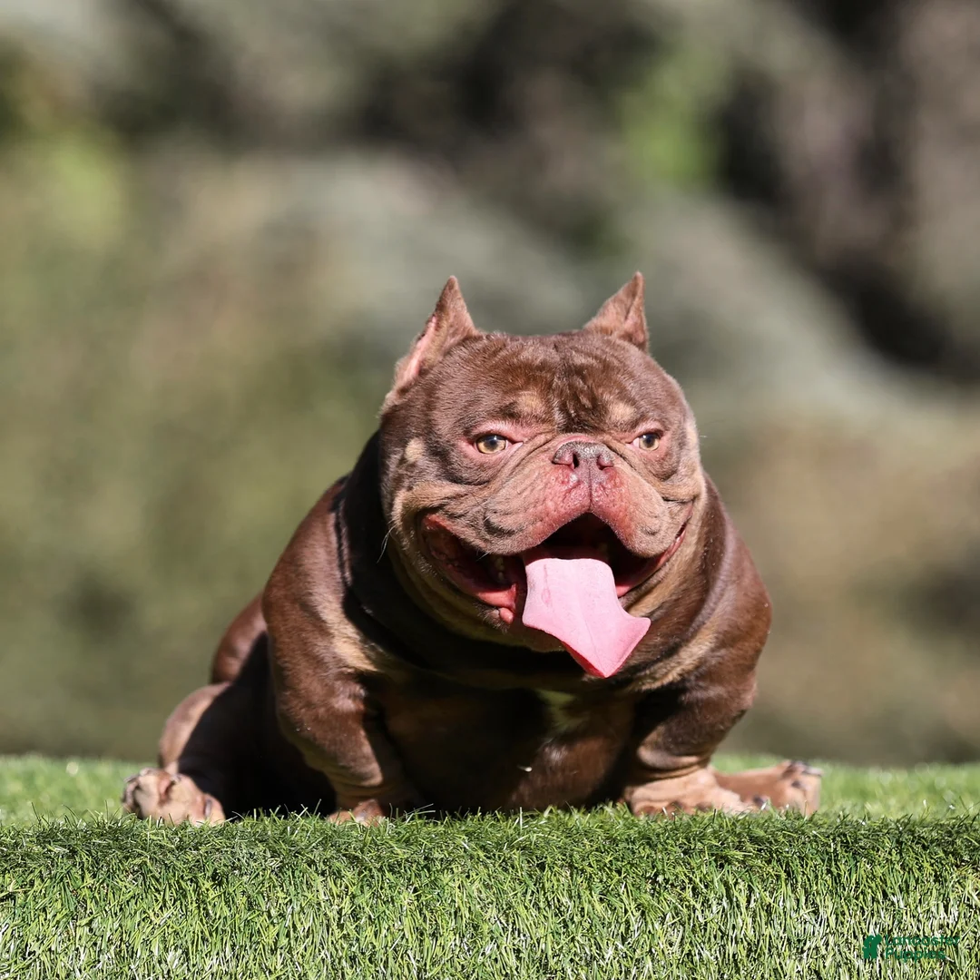 American Bully dogs for stud: King Kong - Ad 2