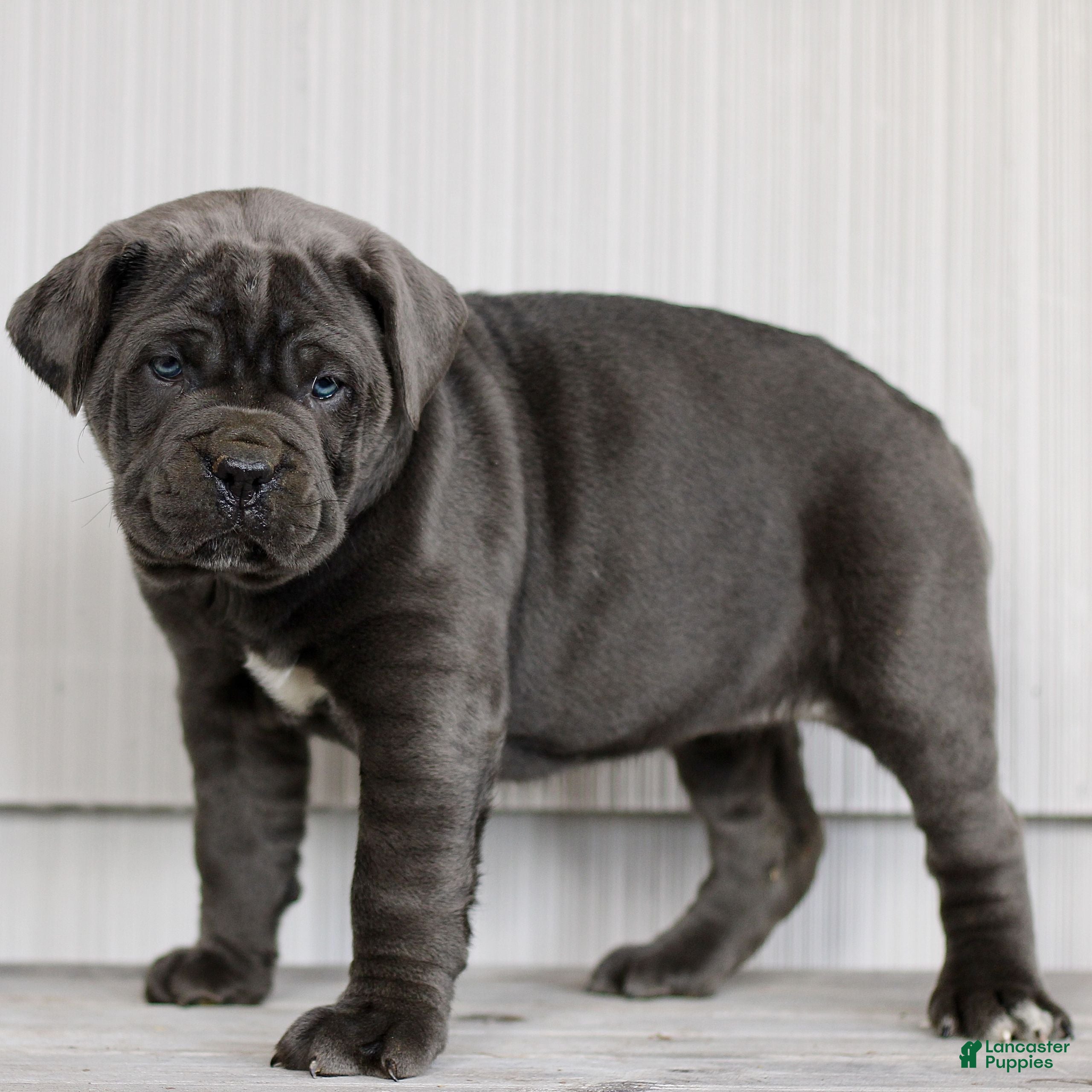 Cane Corso dogs Nalani  - Ad 2