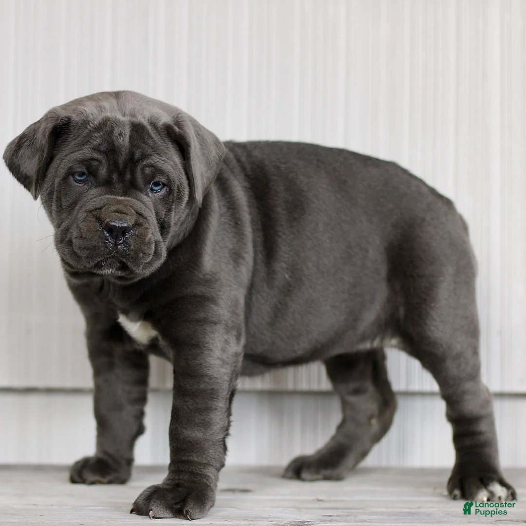 Cane Corso dogs for sale: Nalani  - Ad 2