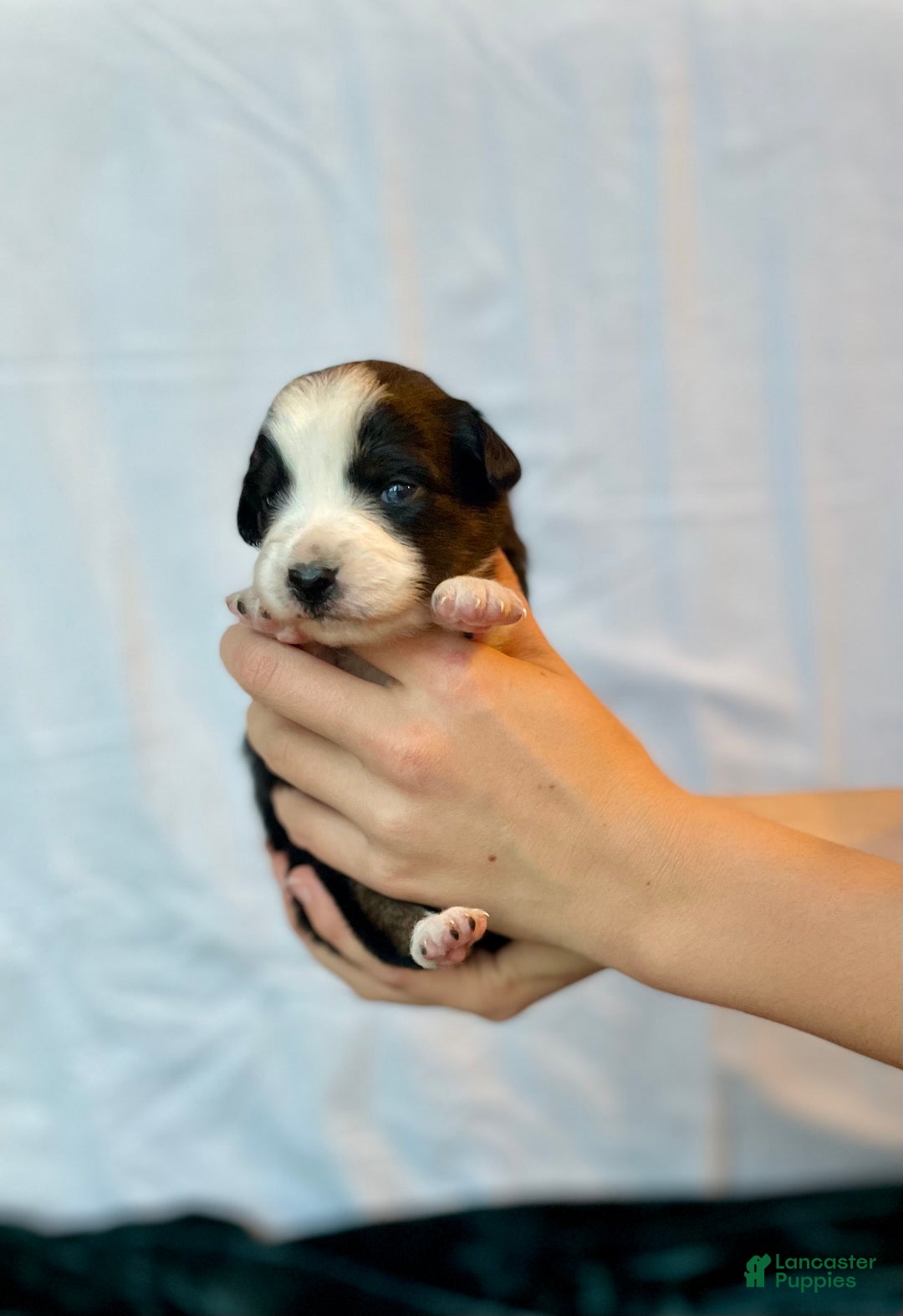 Australian Shepherd dogs for sale: Chance - Ad 9