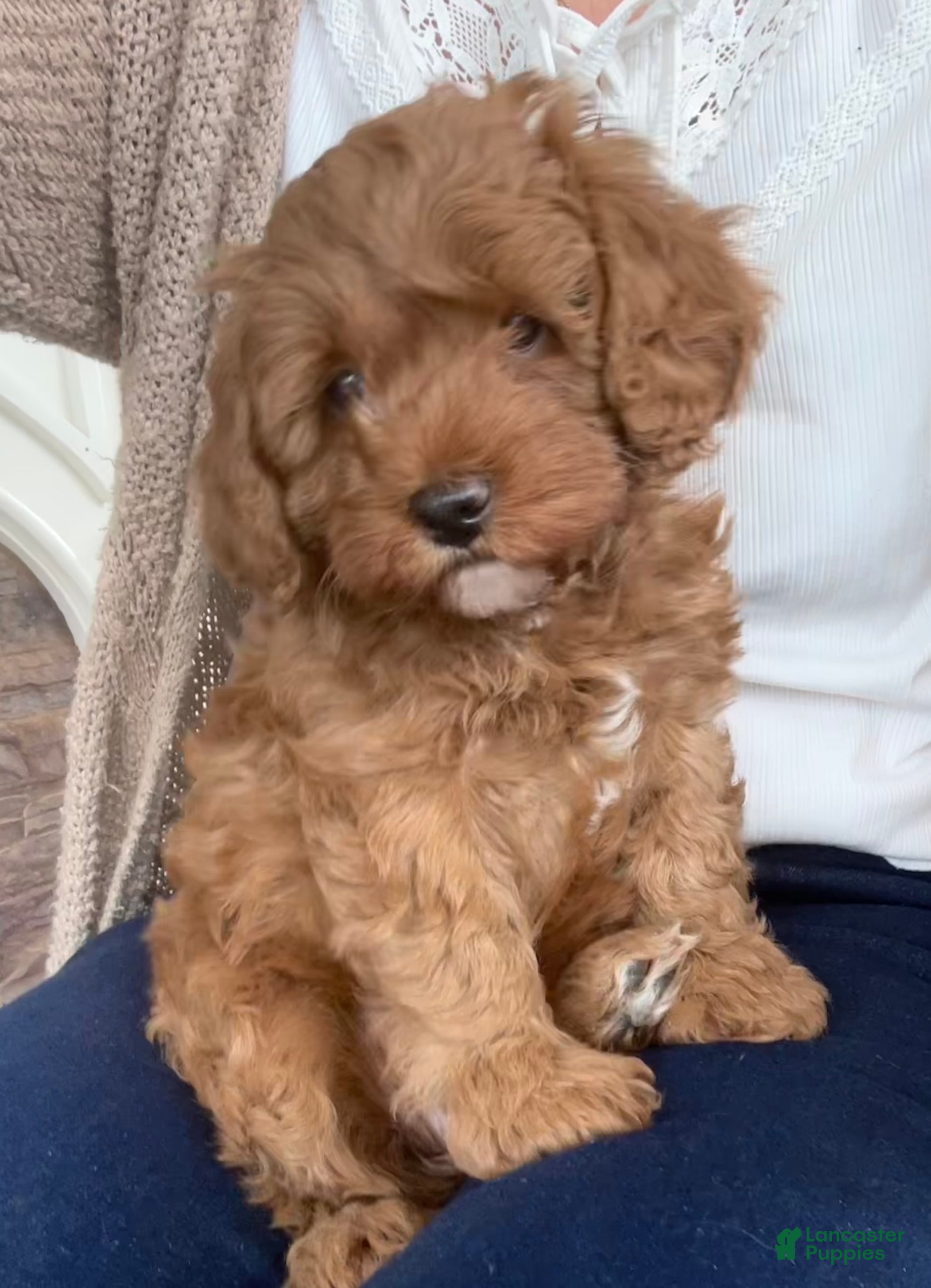 Mini Bernedoodle dogs Ivy - Ad 1