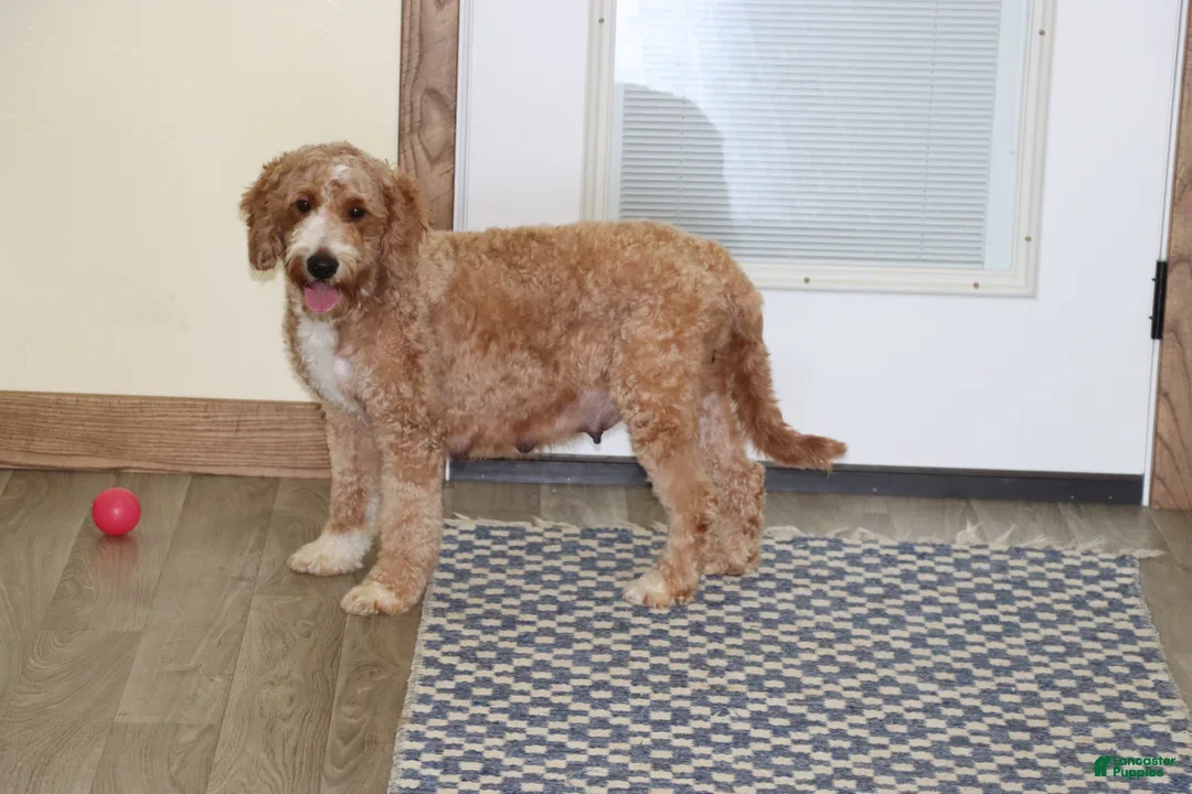 Mini Goldendoodle dogs for sale: Holly - Ad 4