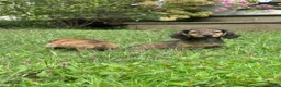 Miniature Dachshund dogs for sale: Maisy - Ad 9