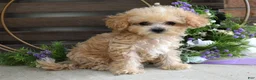 Maltipoo dogs for sale: Ethan  - Ad 13