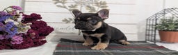 French Bulldog dogs for sale: Scout - Ad 8