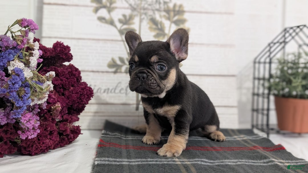French Bulldog dogs for sale: Scout - Ad 8