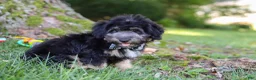 Mini Aussiedoodle dogs for sale: Austin - Ad 3