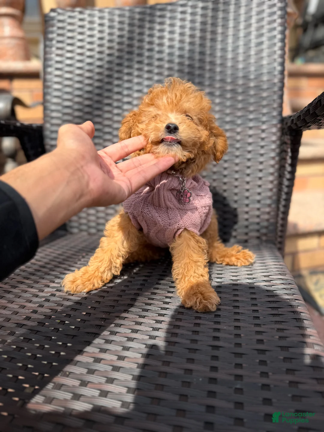 Miniature Poodle dogs for sale: Lola - Ad 2