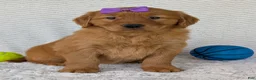 Golden Retriever dogs for sale: Miss Summer  - Ad 7
