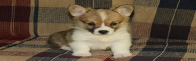 Piper