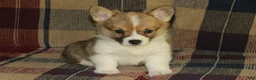 Welsh Corgi Pembroke dogs for sale: Piper - Ad 1