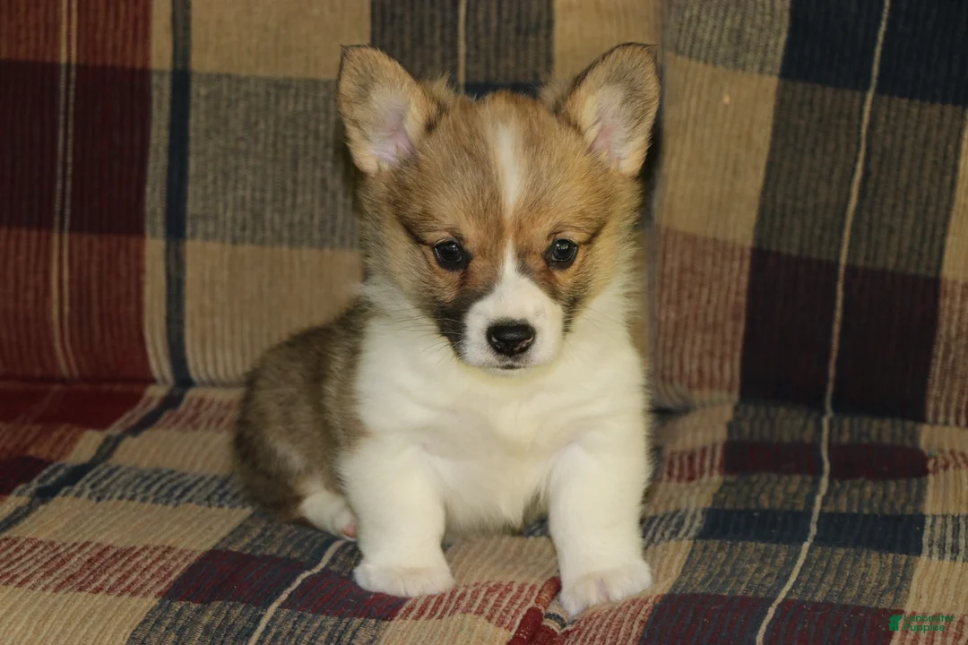 Welsh Corgi Pembroke dogs for sale: Piper - Ad 1