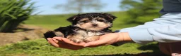 Morkie dogs for sale: Bennet - Ad 11