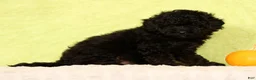 Pomapoo dogs for sale: Conner - Ad 4