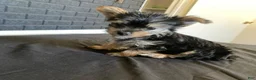 Yorkshire Terrier dogs for sale: Buddy - Ad 4