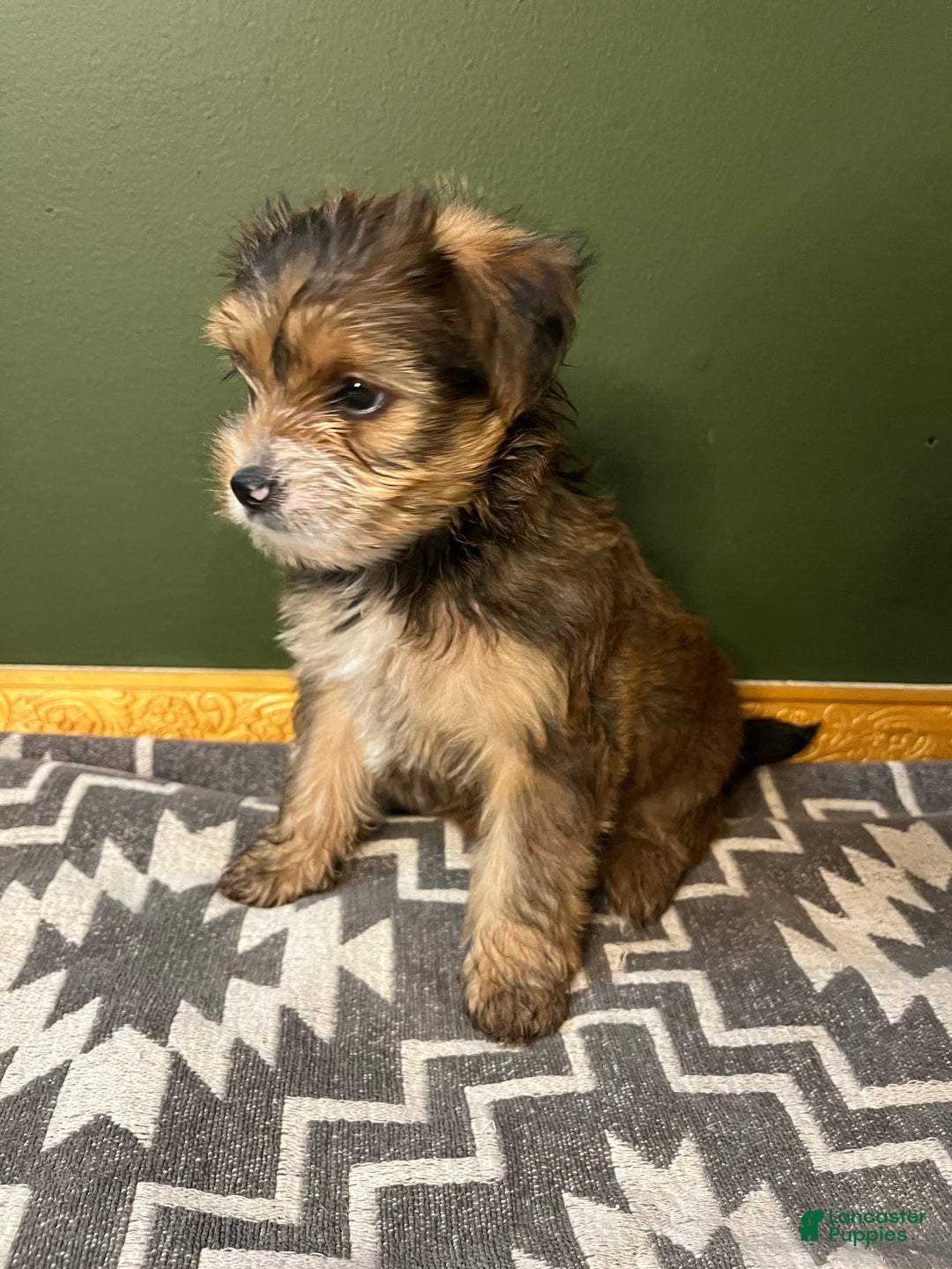 Yorkshire Terrier dogs for sale: Two-Face - Ad 1
