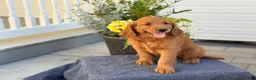 Goldendoodle dogs for sale: Tripp - Ad 16