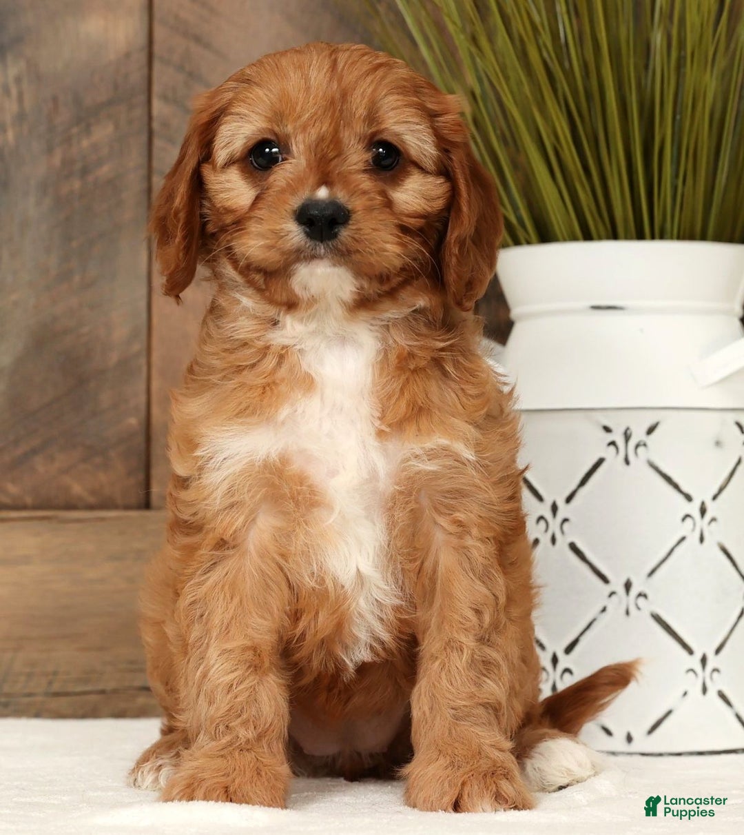 Cavapoo dogs for sale: Carla - Ad 1