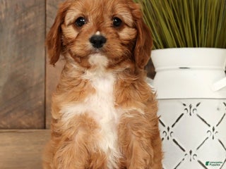 Cavapoo dogs Carla - Ad 31