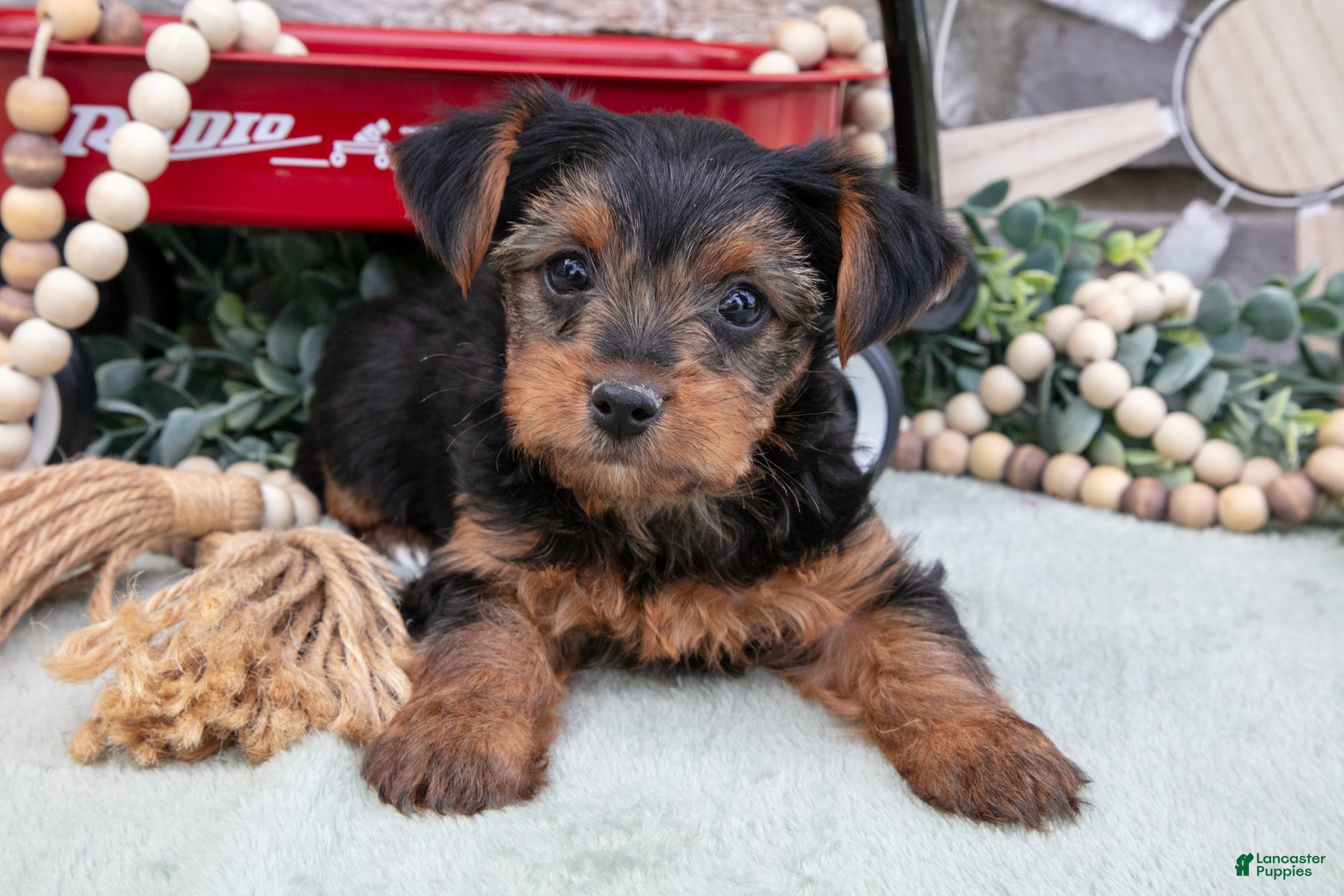 Yorkshire Terrier dogs Bruce - Ad 1