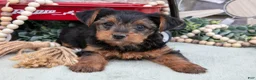 Yorkshire Terrier dogs for sale: Bruce - Ad 1